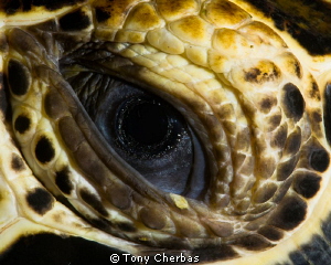 "Closer" Note: This was the only shot taken. I only took ... by Tony Cherbas 